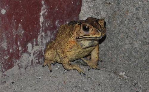 网红蛙卖崽吃瓜是真的吗