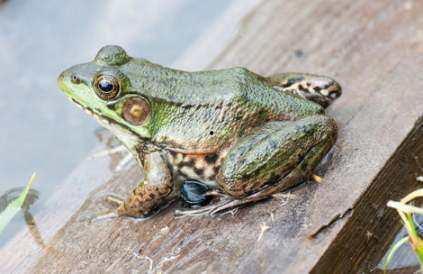 网红蛙卖崽吃瓜是真的吗