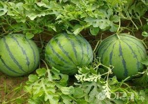 吃瓜官网 免费吃瓜,尽享娱乐盛宴！