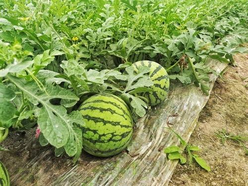 51吃瓜最新官网是多少,一网打尽娱乐圈最新动态！”