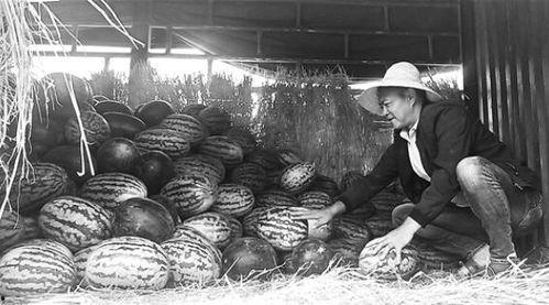 武都网红吃瓜群众事件真相,真相背后的网络舆论风暴