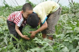 廊坊文安网红吃瓜事件,揭秘网络舆论的风暴与真相