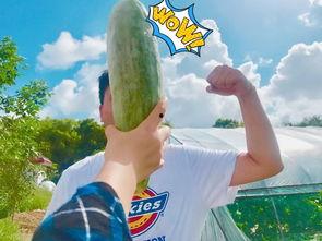 恩平网红吃瓜群众是谁