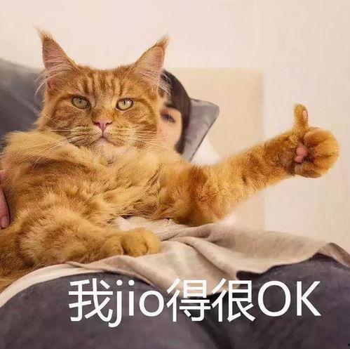 网红喵喵球吃瓜的关键词