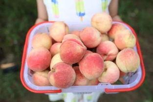 泡泡吃瓜网ppcg最新,揭秘娱乐圈最新热点事件