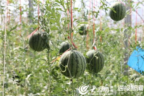 西昌吃瓜事件网红视频,网红视频引发的网络狂欢与反思