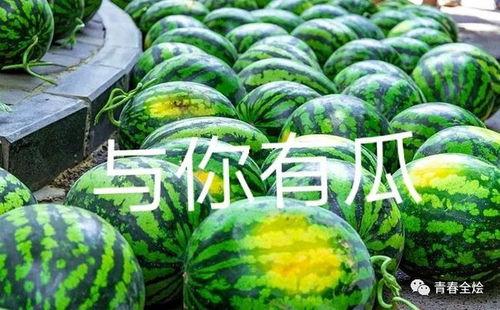 陇南网红二饼吃瓜,揭秘网络红人的幕后故事