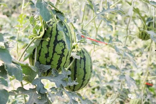 网红吃瓜大集合图片高清,高清图鉴揭秘娱乐圈幕后风云