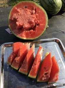 网红条子吃瓜,揭秘娱乐圈背后的秘密与真相