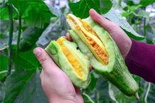 日照网红吃瓜,揭秘幕后故事与热门话题