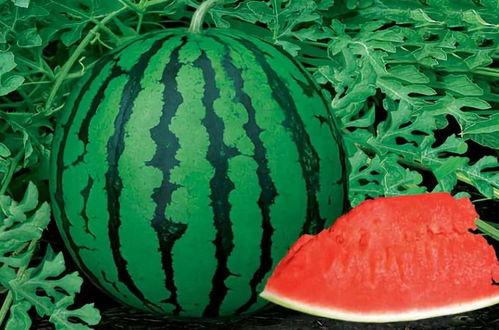 51抖音黑料吃瓜网,吃瓜网带你探秘网络舆论风云