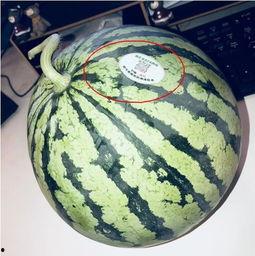 吃瓜按头网红,揭秘娱乐圈幕后风云