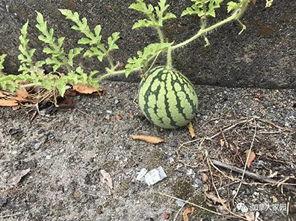 一小时吃瓜网红,揭秘网络红人的瓜田生活