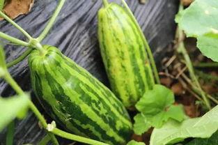 吃瓜网的其他特点是什么,趣味横生，特色鲜明的网络社区全解析