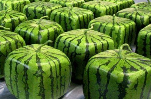 中国网友吃瓜网