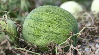 吃瓜吃瓜网瘾青年,揭秘吃瓜吃瓜网的诱惑与挑战