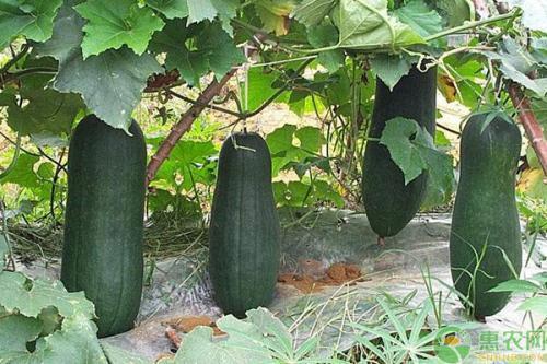 诸暨网红吃瓜事件,揭秘网络舆论背后的真相与反思