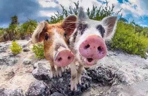 吃瓜网红小胖猪图片,网红美食新风尚