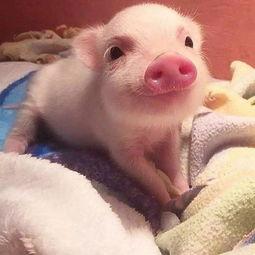 吃瓜网红小胖猪图片,网红美食新风尚