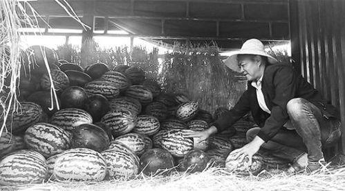 武都网红吃瓜群众事件始末,一场网络舆论的风波与反思