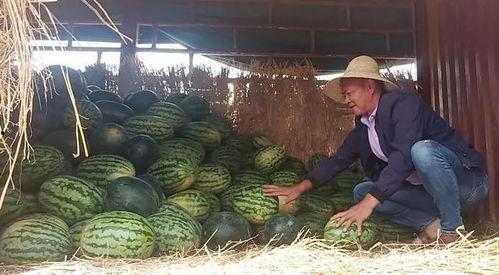 瓜农今日吃瓜网,揭秘瓜农生活，共享田园乐趣