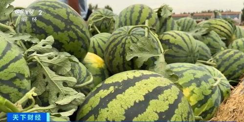 瓜农今日吃瓜网,揭秘瓜农生活，共享田园乐趣