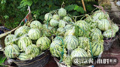 莱阳吃瓜网红是谁呀图片,网络红人的崛起之路