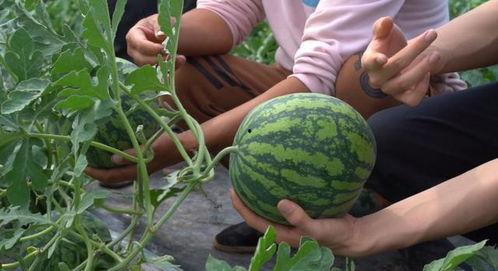 江苏吃瓜网,揭秘江苏本土热门事件，带你领略江苏风土人情