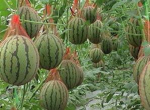 被吃瓜的医美网红有哪些