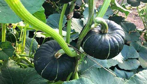 网红吃瓜大c,网红大C带你领略吃瓜界的风云变幻