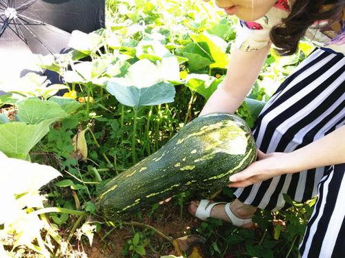 四大吃瓜网,网络舆论场中的风云变幻