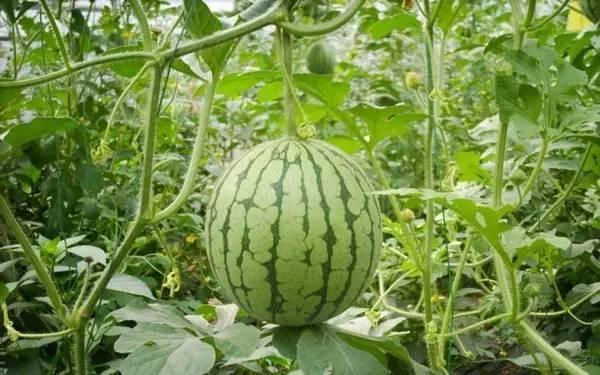 8ys6吃瓜网,热门话题背后的真相与趣味