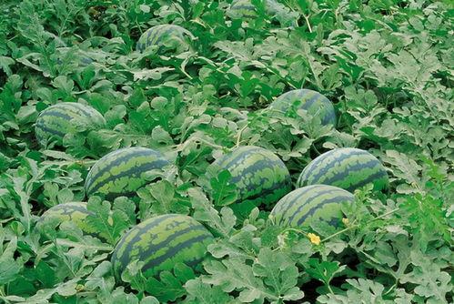 临沧网红吃瓜群微信号,一场场热议背后的网络狂欢”