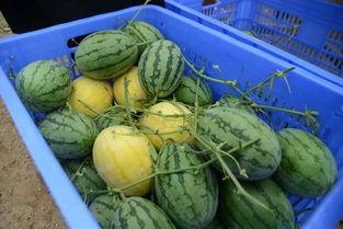 临沧网红吃瓜群微信号,一场场热议背后的网络狂欢”