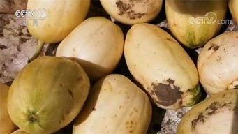 国内新闻吃瓜网,热点事件背后的真相与趣味