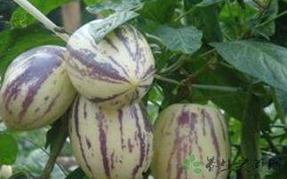 吃茄瓜的网红叫什么来着