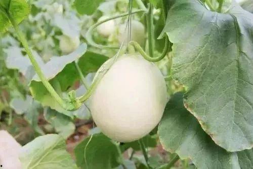 东港网红吃瓜事件,揭秘网络舆论的风暴与真相