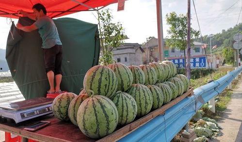 邹城网红吃瓜事件,一场网络舆论的风暴与反思