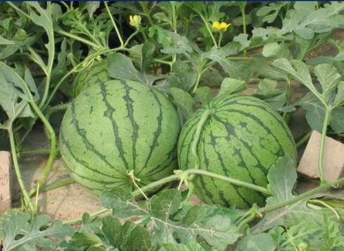 诸暨吃瓜网红事件