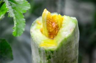 网红动感吃瓜,揭秘网络红人的美食狂欢 第3张 网红动感吃瓜,揭秘网络红人的美食狂欢 第3张