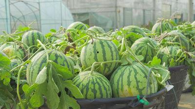 西藏网红吃瓜视频 第3张 西藏网红吃瓜视频 第3张