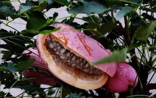 网红吃的八月瓜怎么做 第3张 网红吃的八月瓜怎么做 第3张