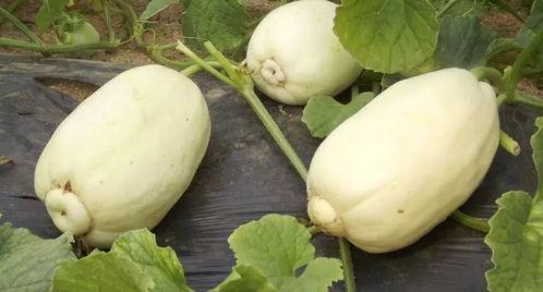 青州网红吃瓜群微信