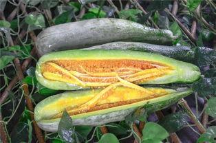 江门网红吃瓜,揭秘美食背后的故事  第1张