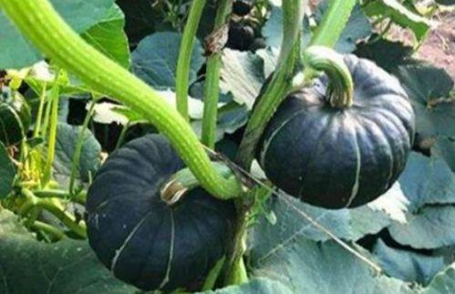 网红吃瓜插PP,揭秘网络热点背后的真相与争议