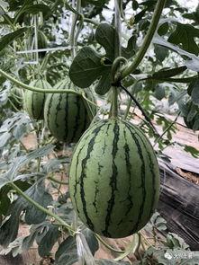 成县的吃瓜网红有哪些  第2张