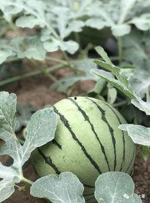 成县的吃瓜网红有哪些  第3张