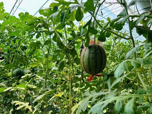 911吃瓜爆料官网红领  第3张