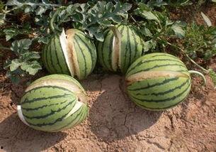 国产真实吃瓜网爆事件  第3张