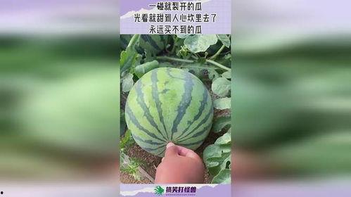 吃瓜网现在怎么进不去了呢,揭秘原因及解决方案  第1张